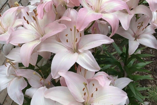 ˖ ᡣ𐭩 ⊹ ࣪ ౨ৎ˚₊